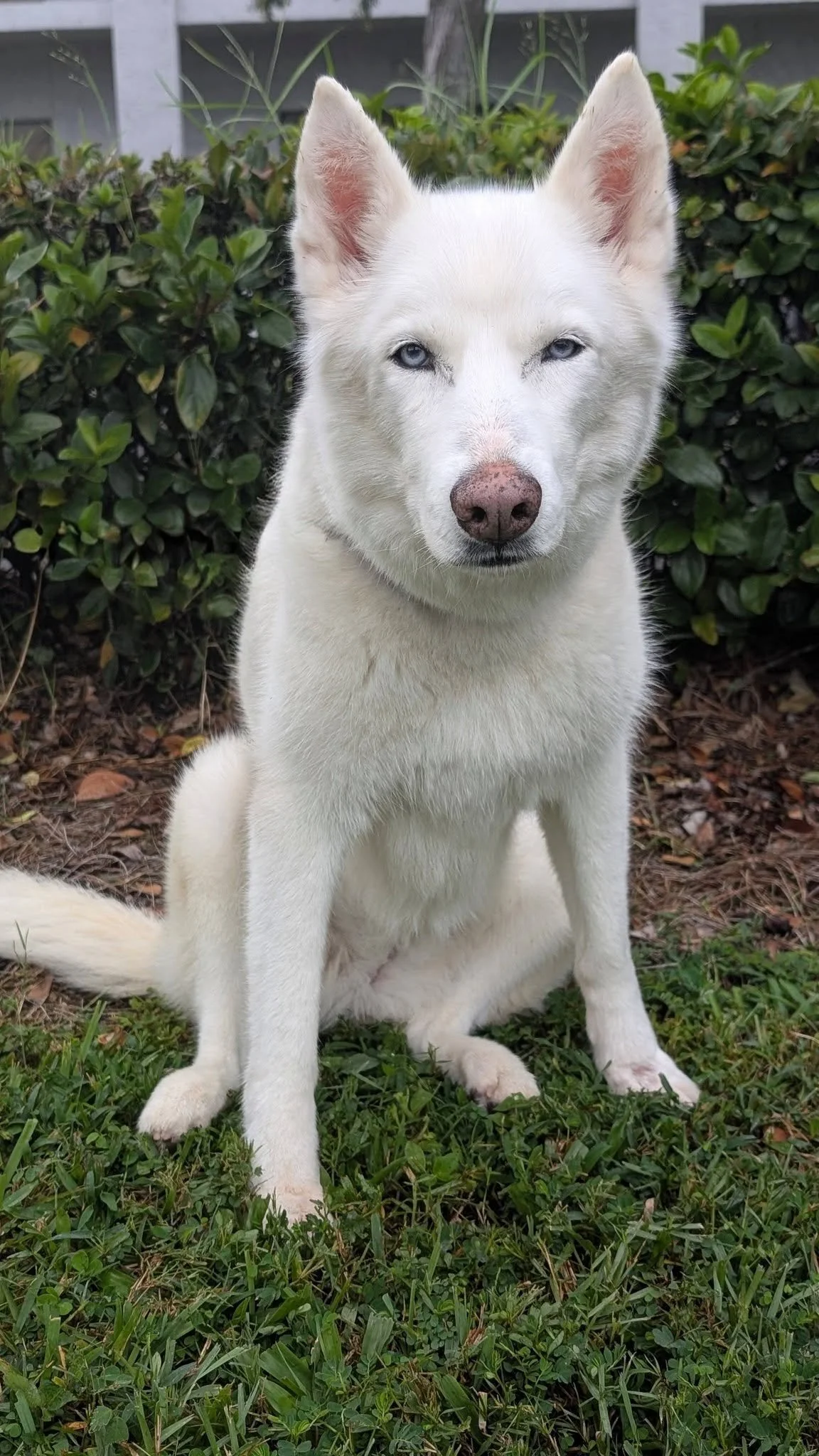 Maxi — Husky Haven of Florida